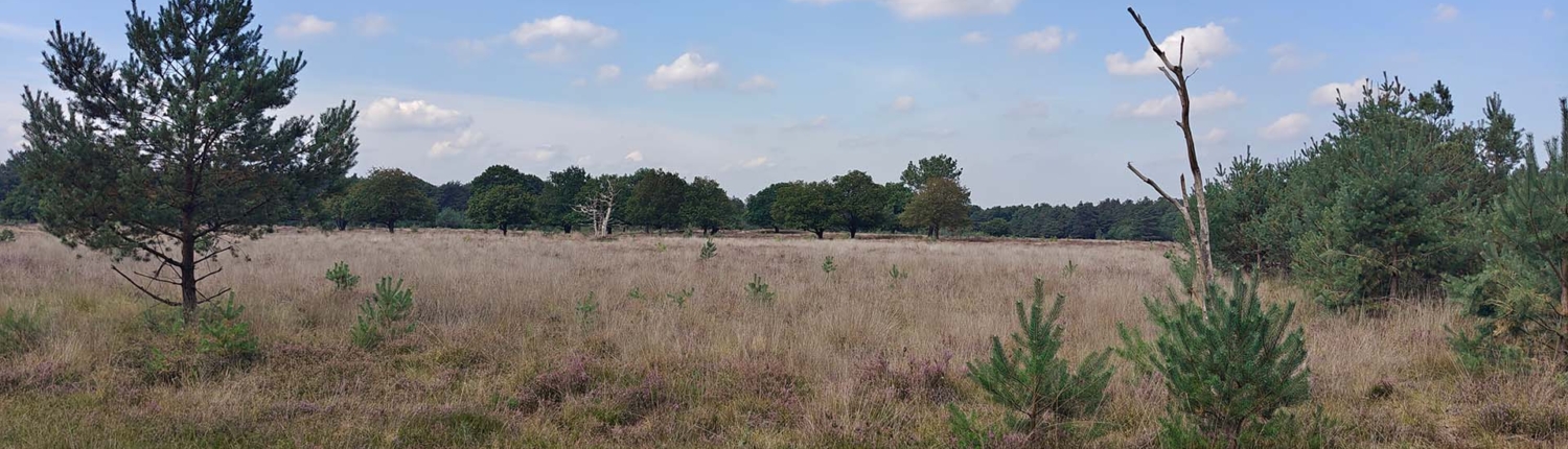 natuur omgeving de maashorst