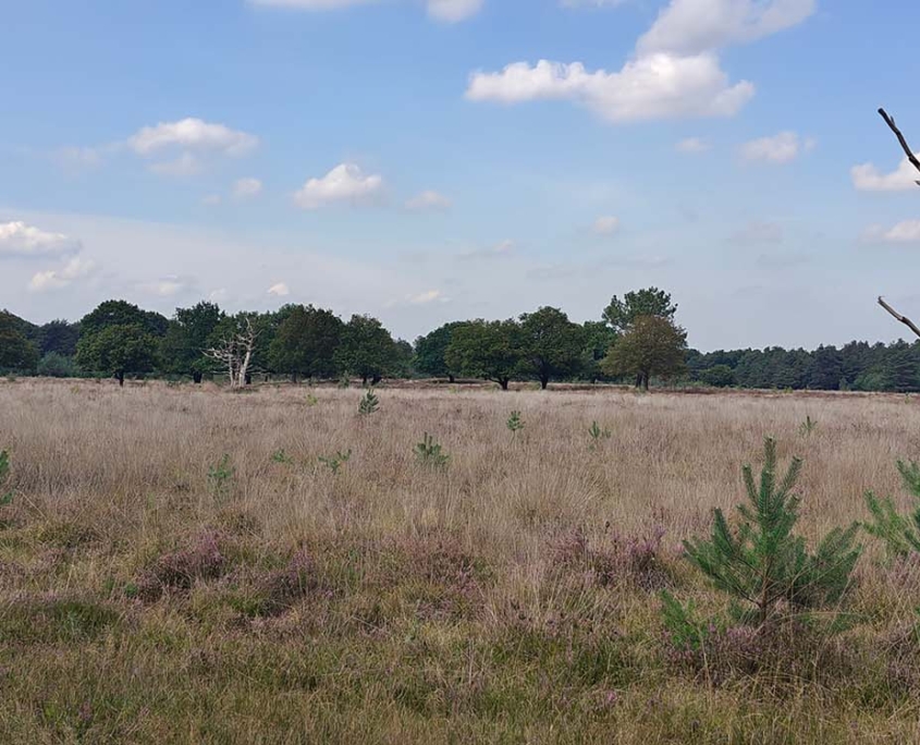 natuur omgeving de maashorst
